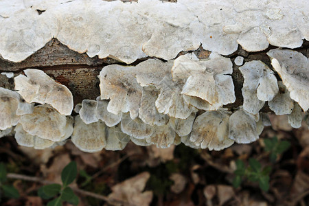 白多孔地壳真菌形成括号图片