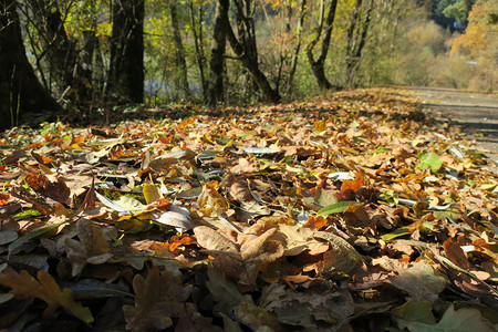 落在地上的秋叶图片
