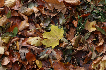 落在地上的秋叶图片