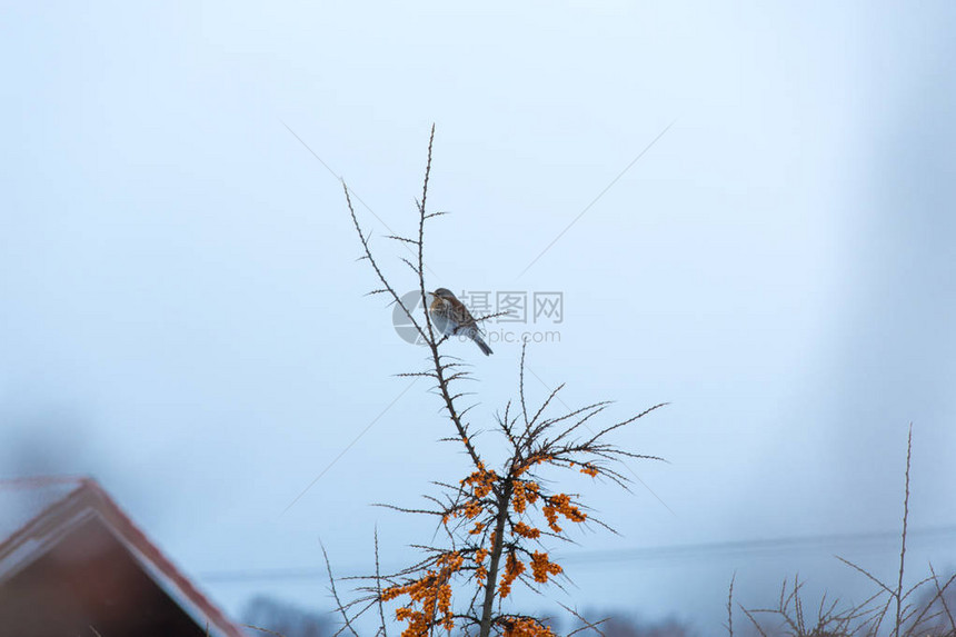 冬天风景中沙棘丛上的鸟图片