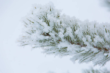 白雪覆盖的冬季松枝图片