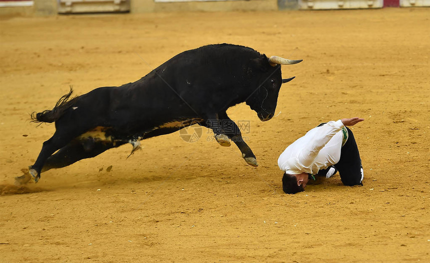 斗牛场的西班牙公牛图片