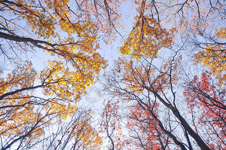 秋天森林树顶秋天颜色的图片