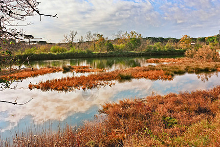 波三角洲公园湿地景观意大利海岸野生自然图片