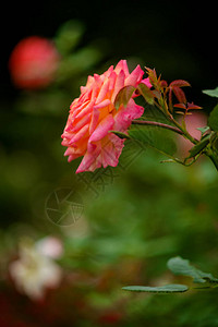 特写宏粉红色floribunda杂交玫瑰茶杂交背景图片