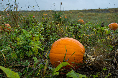 湿雨下秋天时在Pumkin草地图片