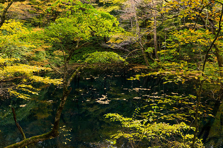 绿色森林中的秋季景观图片