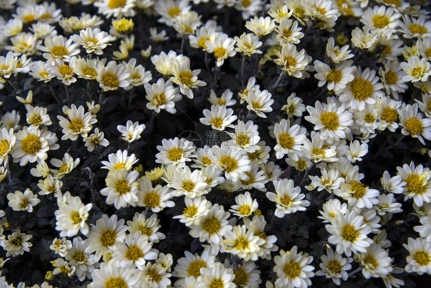 秋天花园中美丽的白菊花有选图片