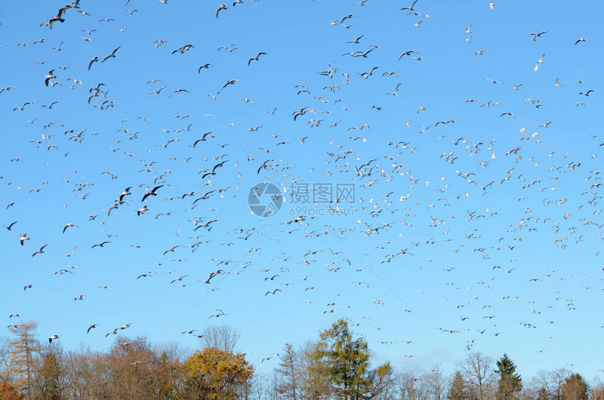 一群海鸥飞向天空它们从一个地方飞图片