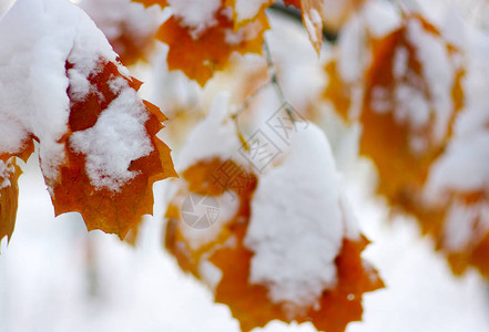 雪中的黄叶冬季背景图片
