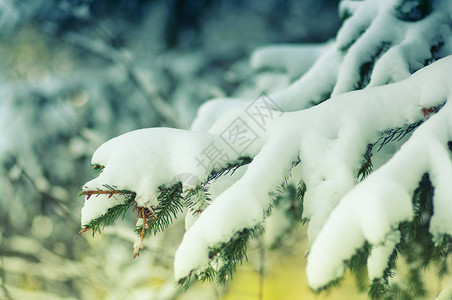 冬季满是积雪的图片