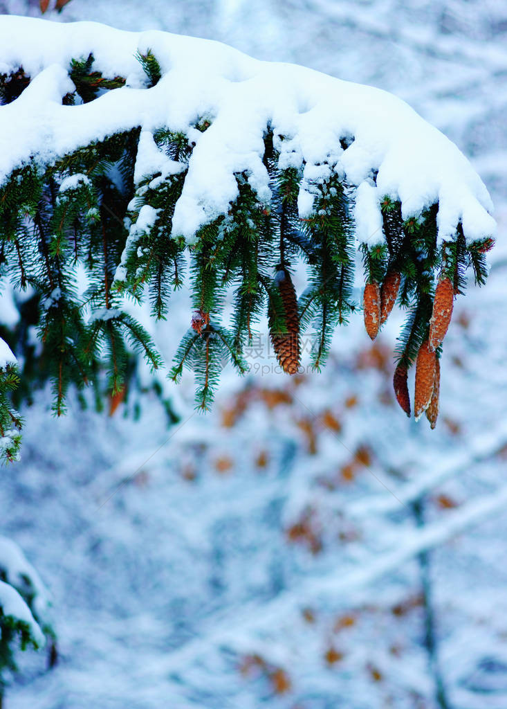 冬季满是积雪的图片