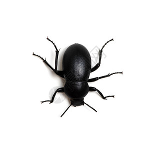孤立在白色的黑色甲虫图片