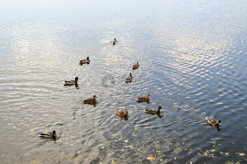 许多灰鸭子在水里游泳图片