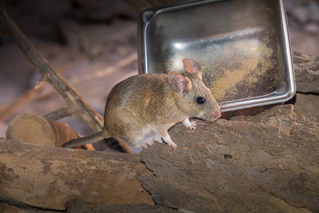 坐在不锈钢食品托盘旁边的装满老鼠的图片