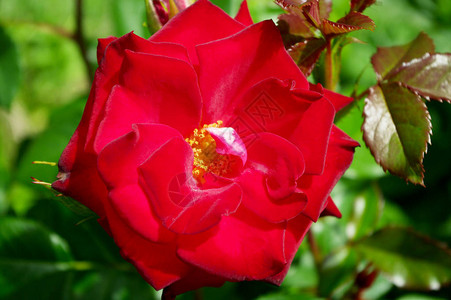 开花在阳光下的红色观赏花园玫瑰图片