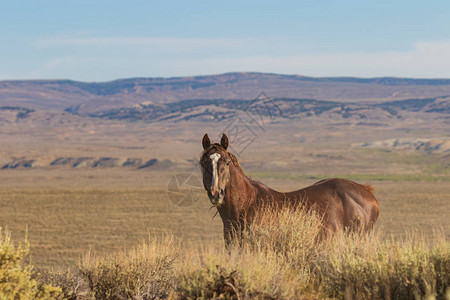 一匹野马在夏天洗沙盆地科罗拉多的高沙漠背景图片