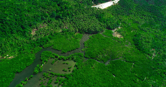 菲律宾Siargao岛红树林和河图片