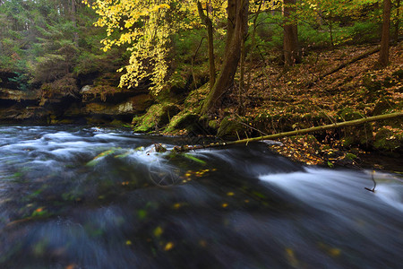 秋天小河在森林里图片