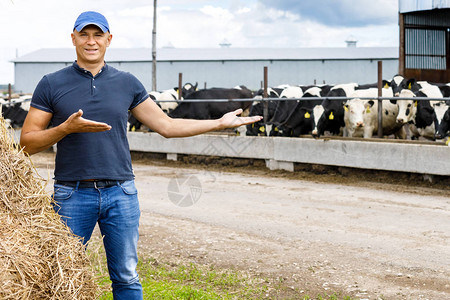 农民在畜牧业群背景图片