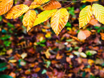Beech树叶以秋天的颜色图片