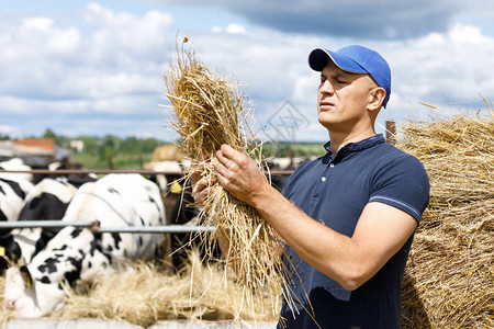 一位农民在看奶牛场的干草饲料图片
