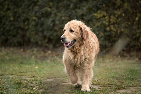 湿金毛犬图片