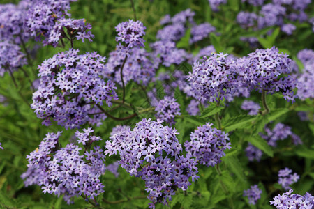 紫色阿根廷马鞭草Verbena亲生植物花朵群集图片