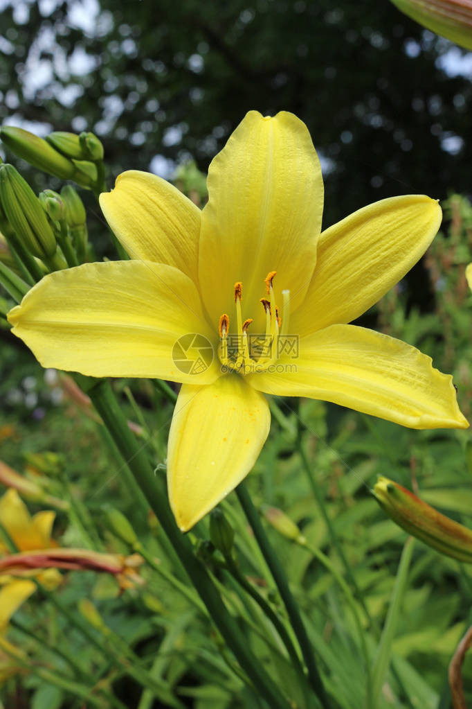 黄色的白昼花朵Hemerocallis图片