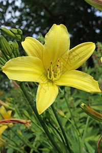 黄色的白昼花朵Hemerocallis背景图片