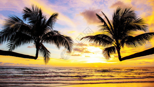 泰国海上日落的椰子树图片