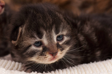 可爱的新生小猫在温暖的编图片