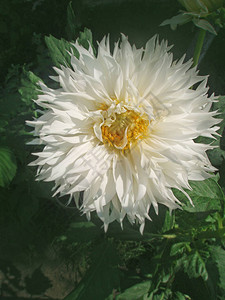 CactusDahlia白星Dahlia白色仙人图片