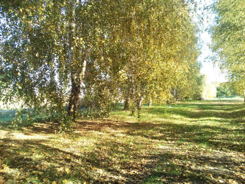 秋天的树木和树叶秋天的风景秋天的公园图片