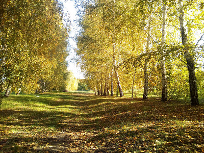 秋天的树木和树叶秋天的风景秋天的公园图片