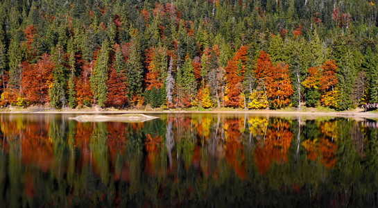 秋季森林在水中反射图片