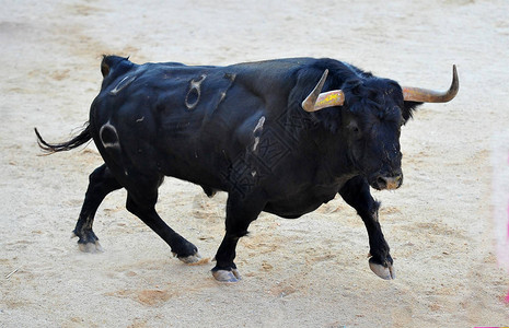 在西班牙斗牛的斗牛图片