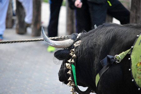 在西班牙斗牛的斗牛背景图片