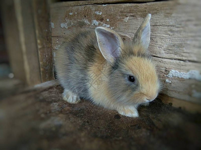 农场里的棕色小兔子泰国帕图片