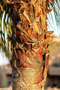 关闭一棵棕榈树干图片