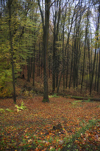 斯洛伐克美丽的秋天森林高清图片