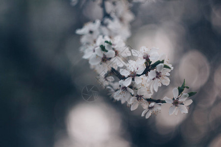 春天开花的树特写白色粉红色的花芽生长的叶子树枝自然的复兴图片