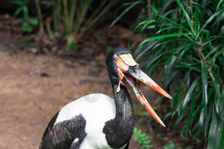在新加坡动物园张开喙时图片