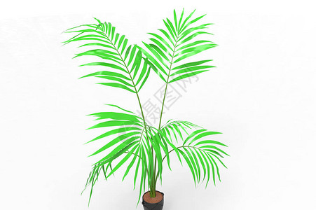 孤立在白色背景上的椰子棕榈树叶背景图片