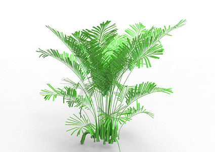 白色背景上的棕榈树背景图片