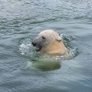一只在冷水中沐浴的白北极熊图片