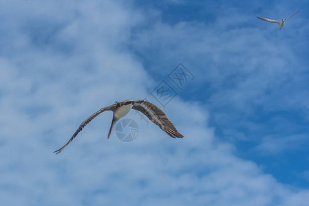 蓝天中飞翔的白色海鸥和鹈鹕鸟图片