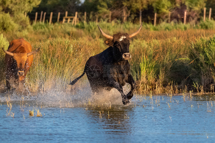 公牛在水中奔腾公牛在卡马格冲锋图片