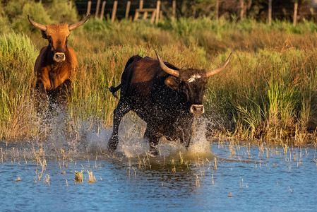 公牛在水中奔腾公牛在卡马格冲锋图片