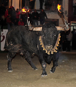 愤怒的公牛在西班牙图片